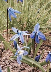blue flower scilla