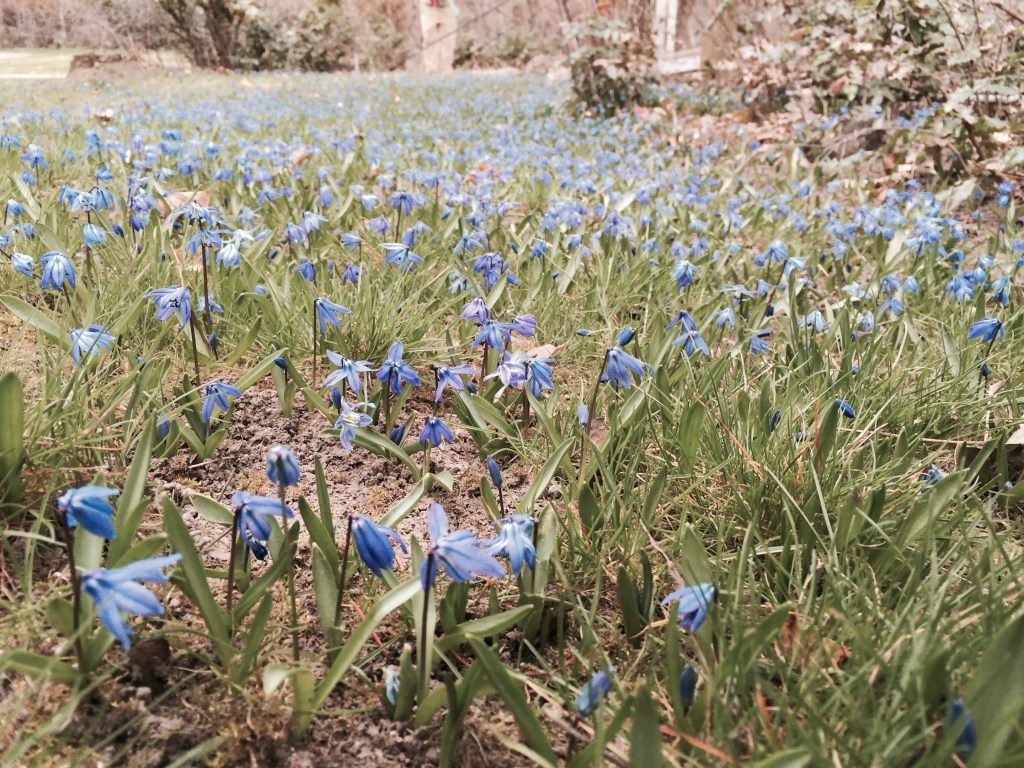 Scilla siberica
