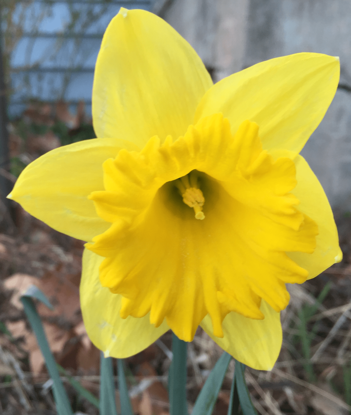 IMG_7302 daffodil crop.png