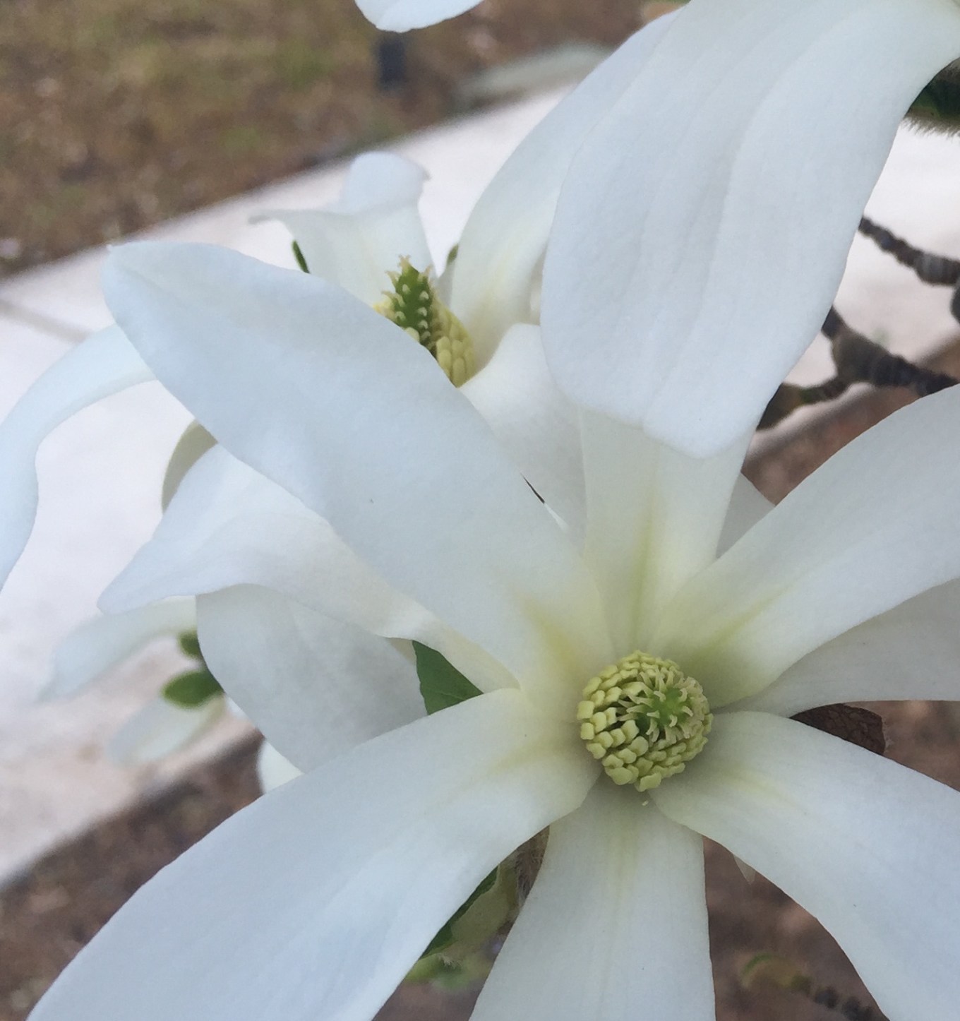 IMG_7764 magnolia copy