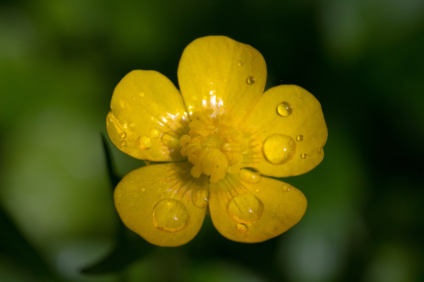 Ranunculus_macro