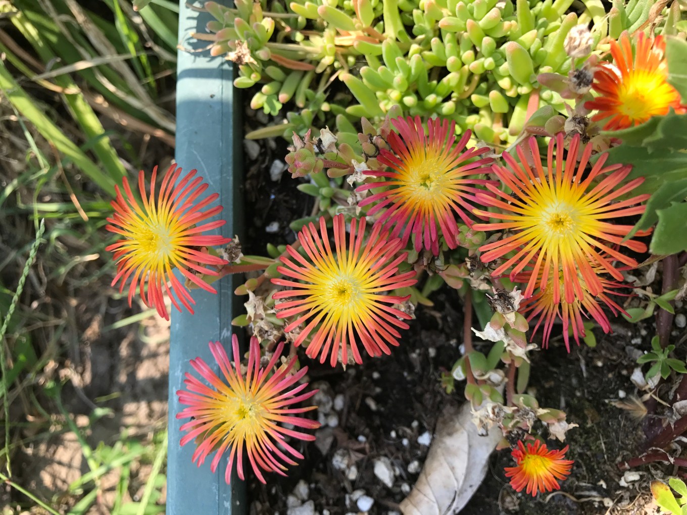 sparkleFlowersIMG_7845