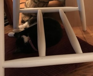 36359651683_d1f567399d_o