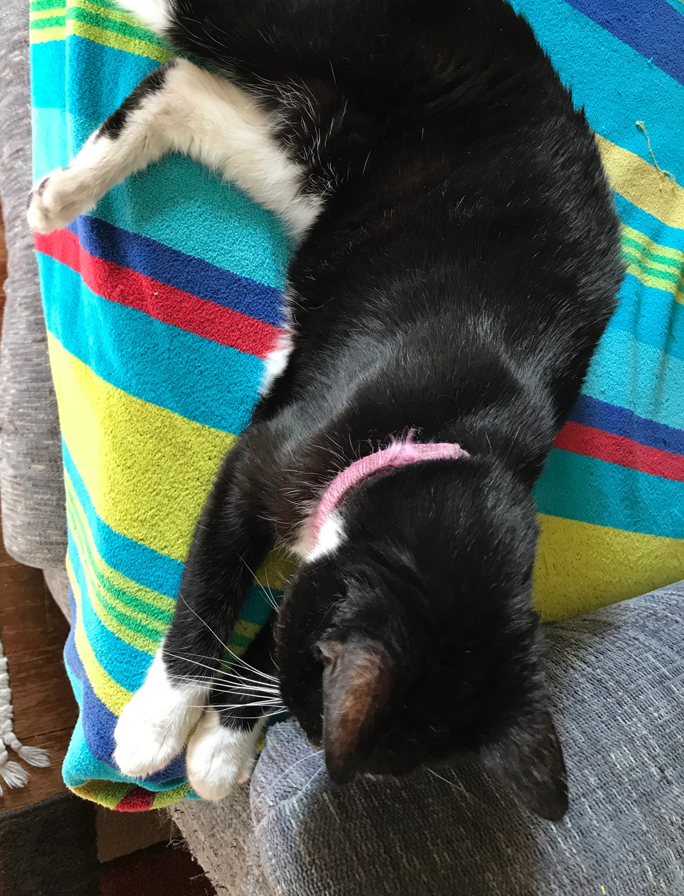 waiting_cat1FullSizeRender 47.jpg