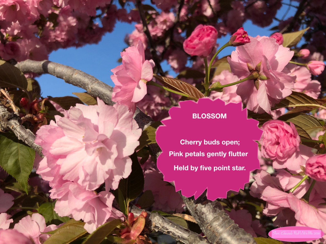 blossom.jpeg