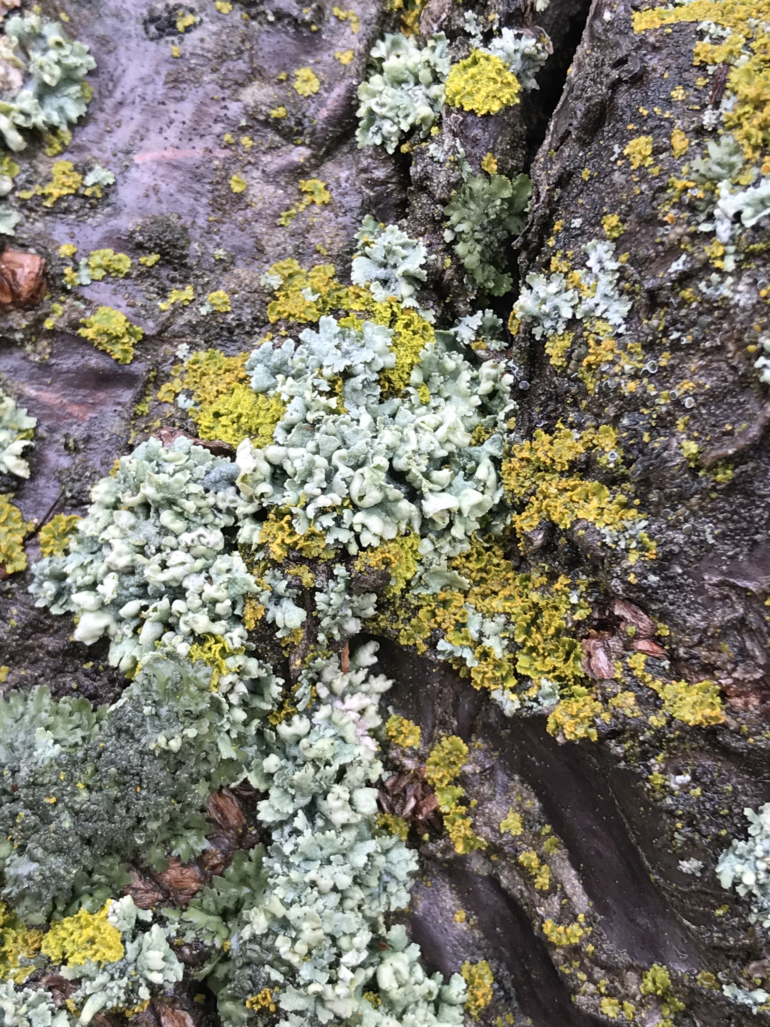 IMG_1675_lichens.jpg