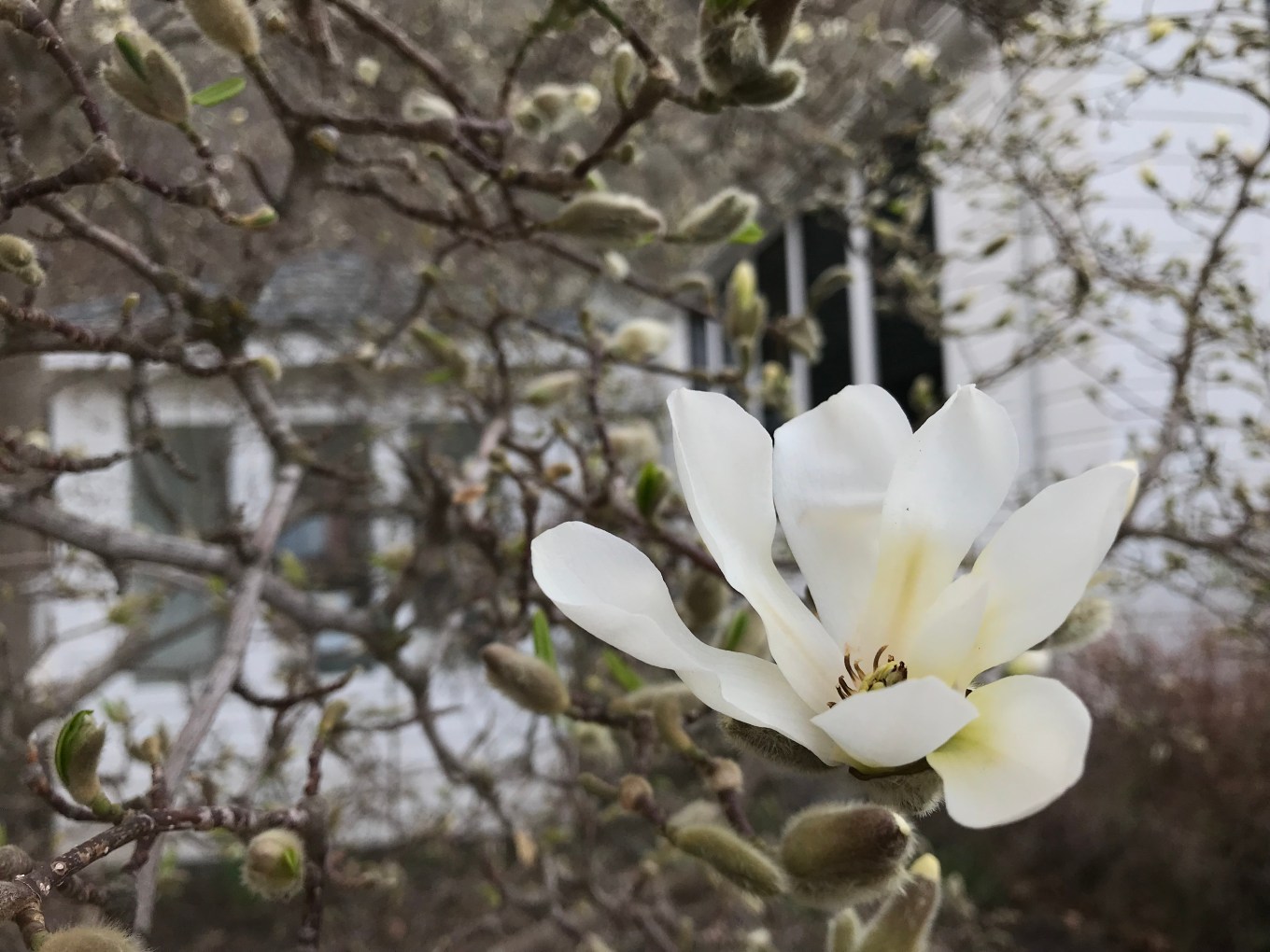 IMG_1717magnolia.jpg
