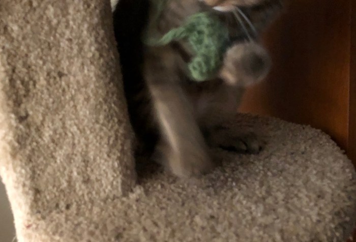 kitten in cat tree playing