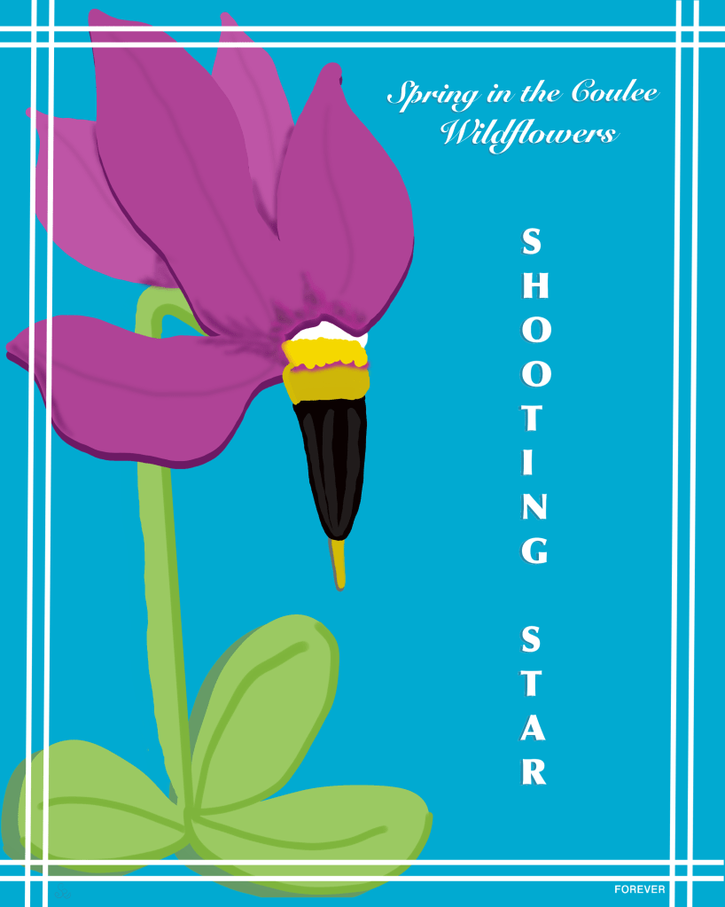 illustration of the shooting star wildflower
