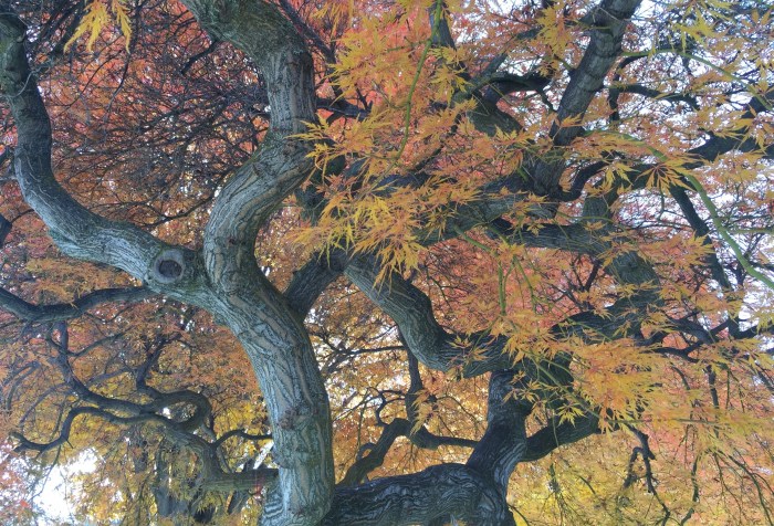 Canopy of Japanese Maple showing a sprawling trunk and branches of twists and turns