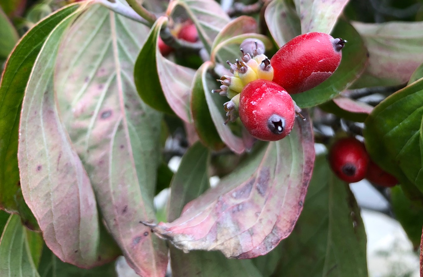 dogwood.drupes.jpg