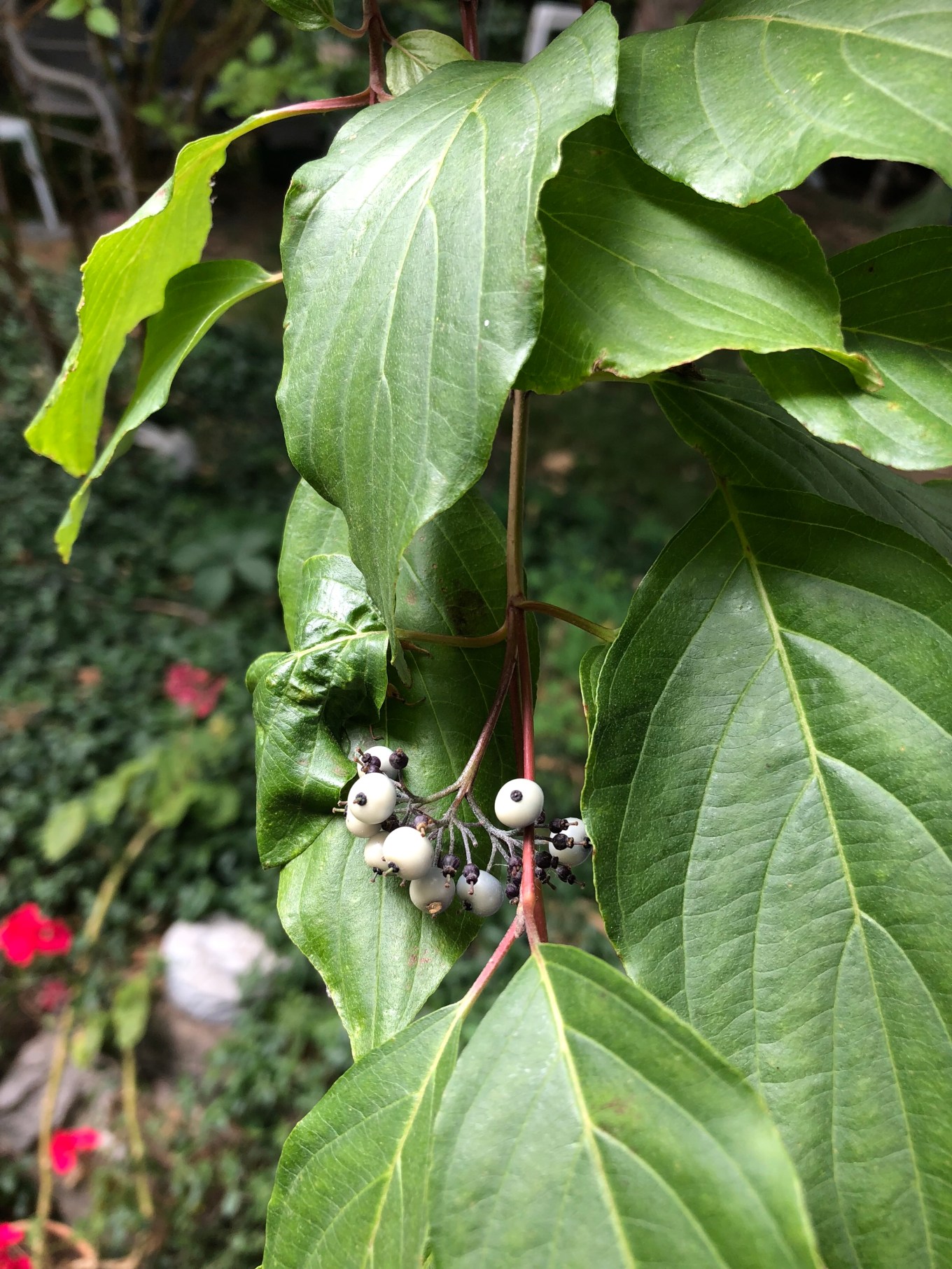 redosierdogwood IMG_2631