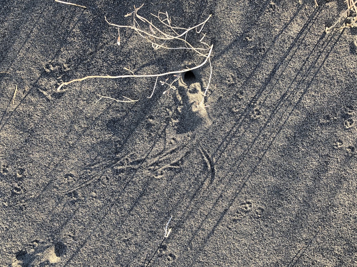 acritterliveshere sm.jpg