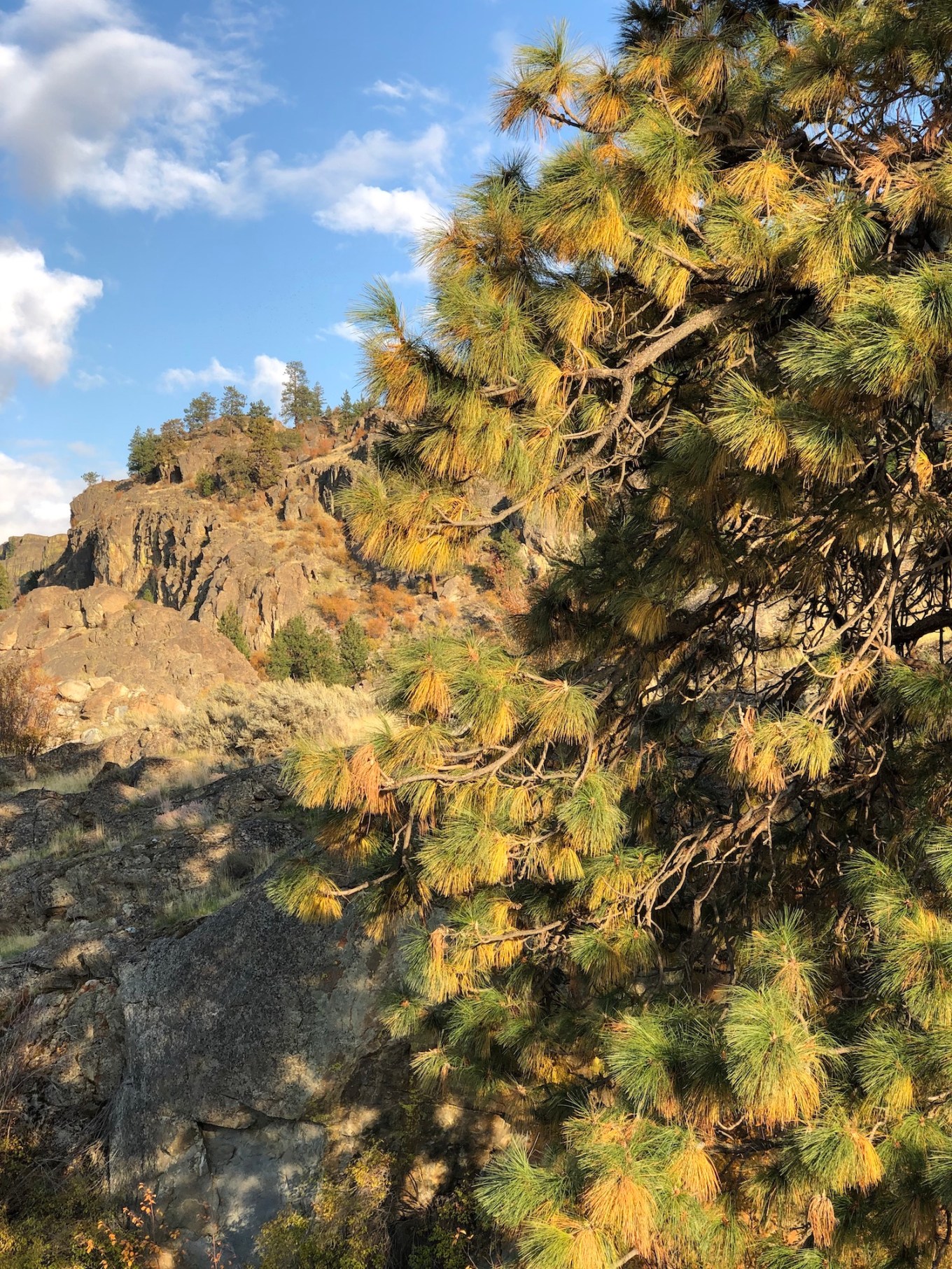 barkbeatlesponderosapine sm.jpg