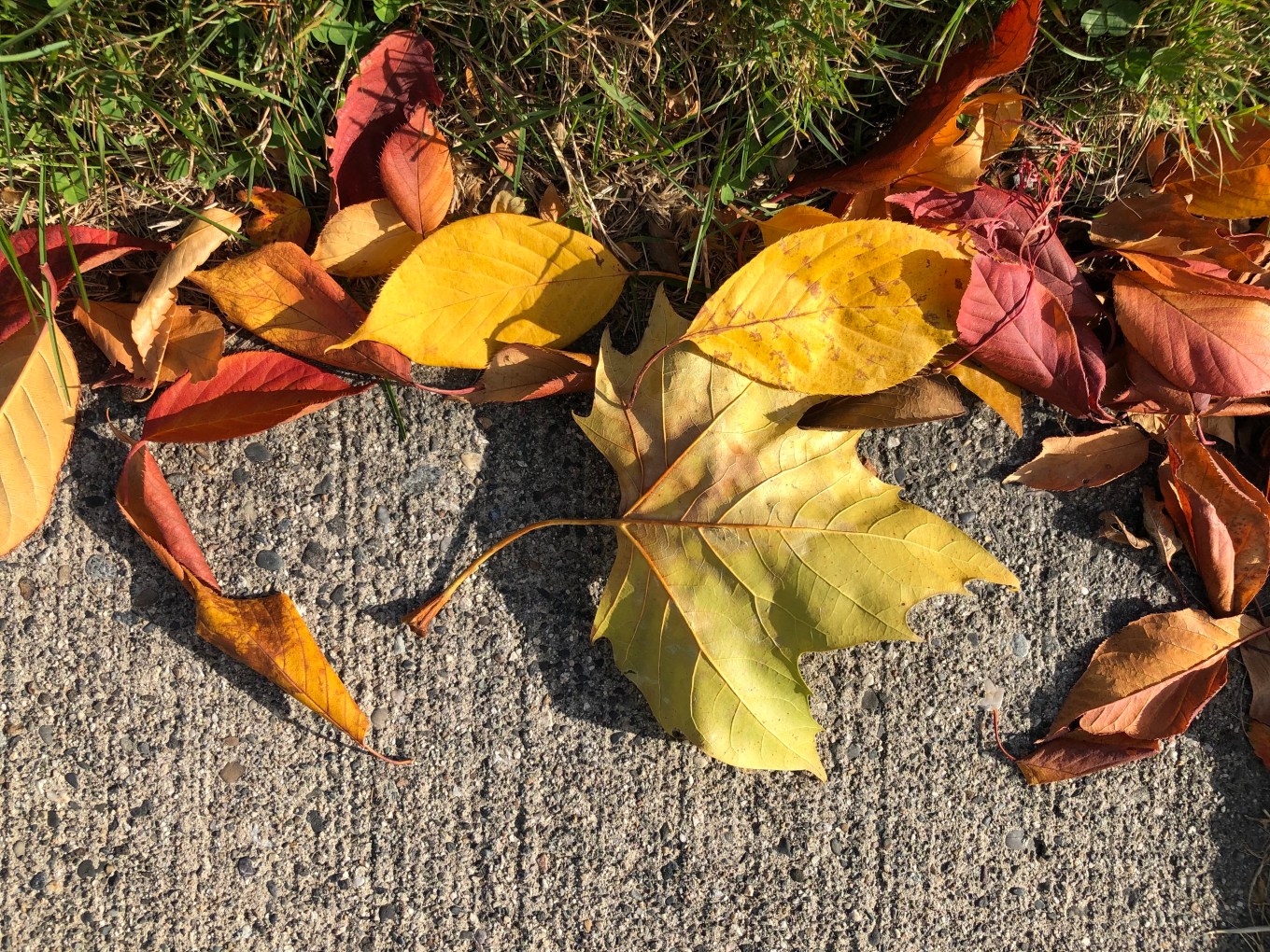 brightonconcrete1.sycamore