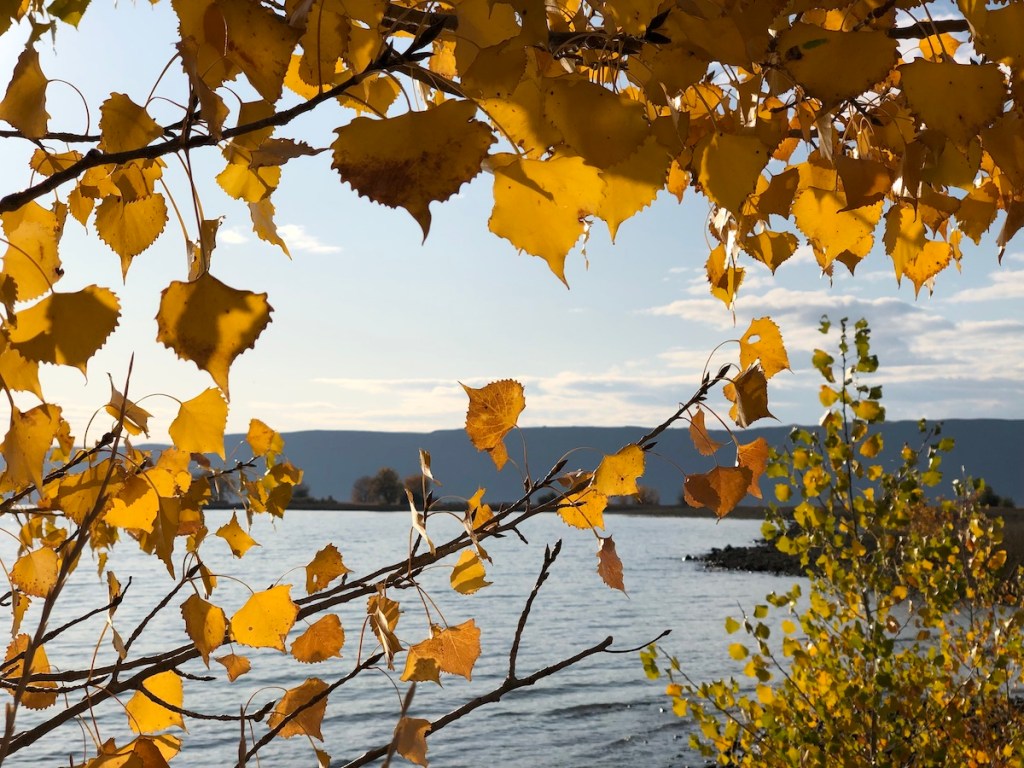 cottonwood tree on Banks Lake, WA in autumn yellow