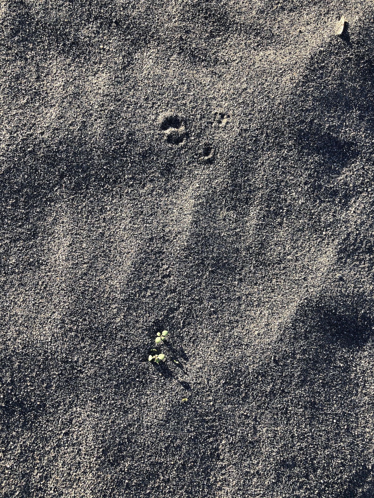 lifefindsaway sm.jpg