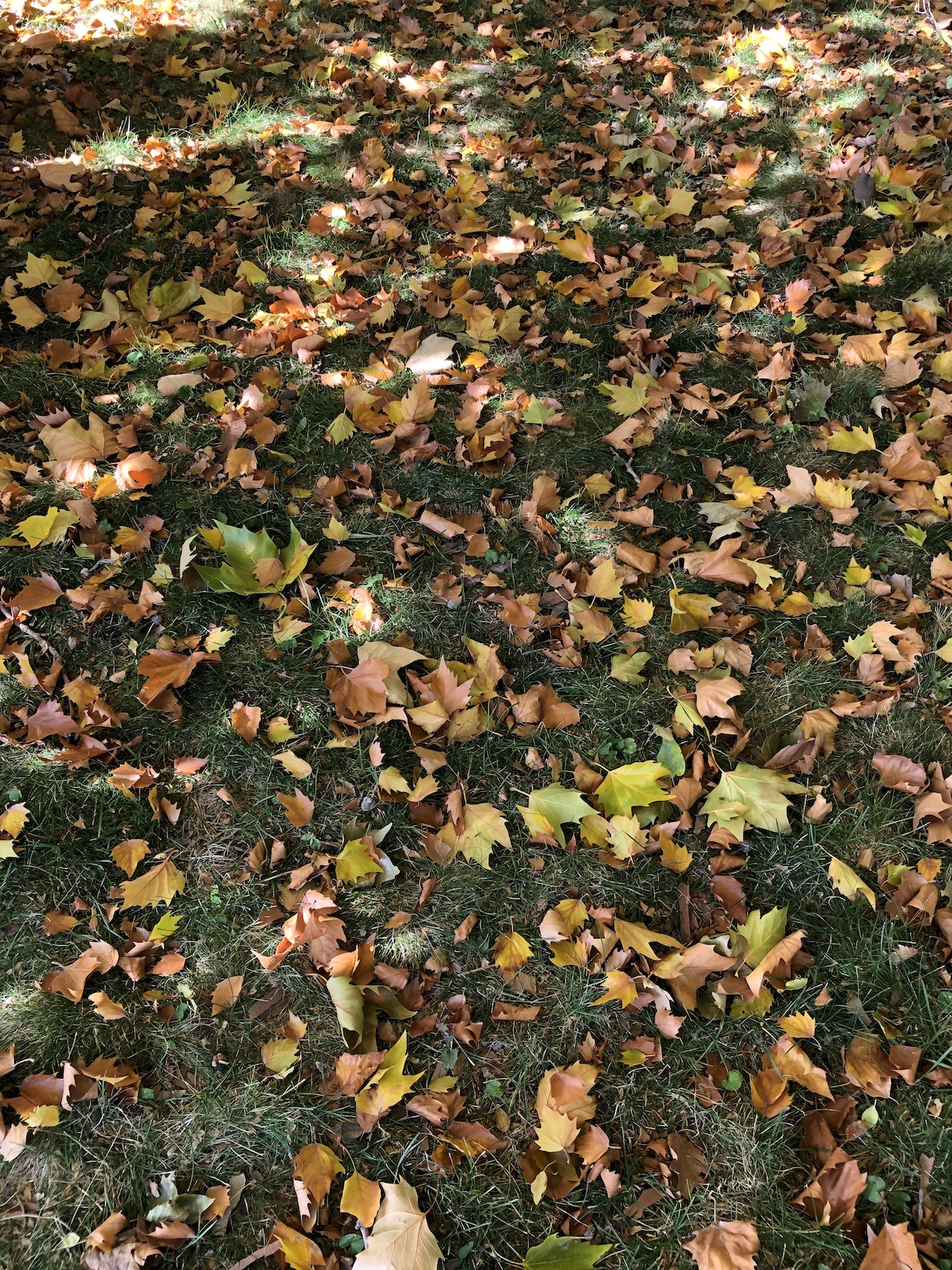 lightandshadow sm.jpg