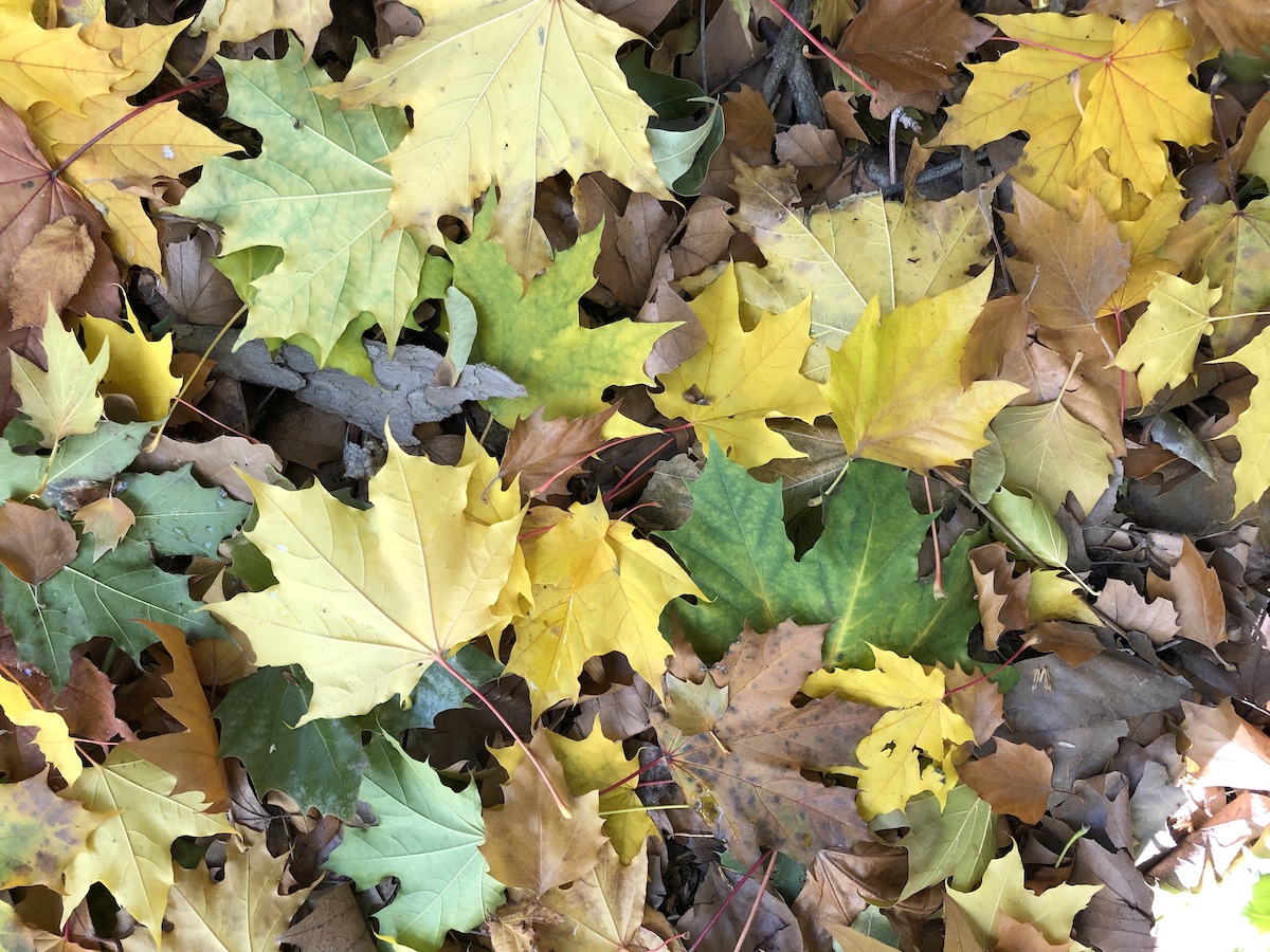 myforestfloor sm.jpg