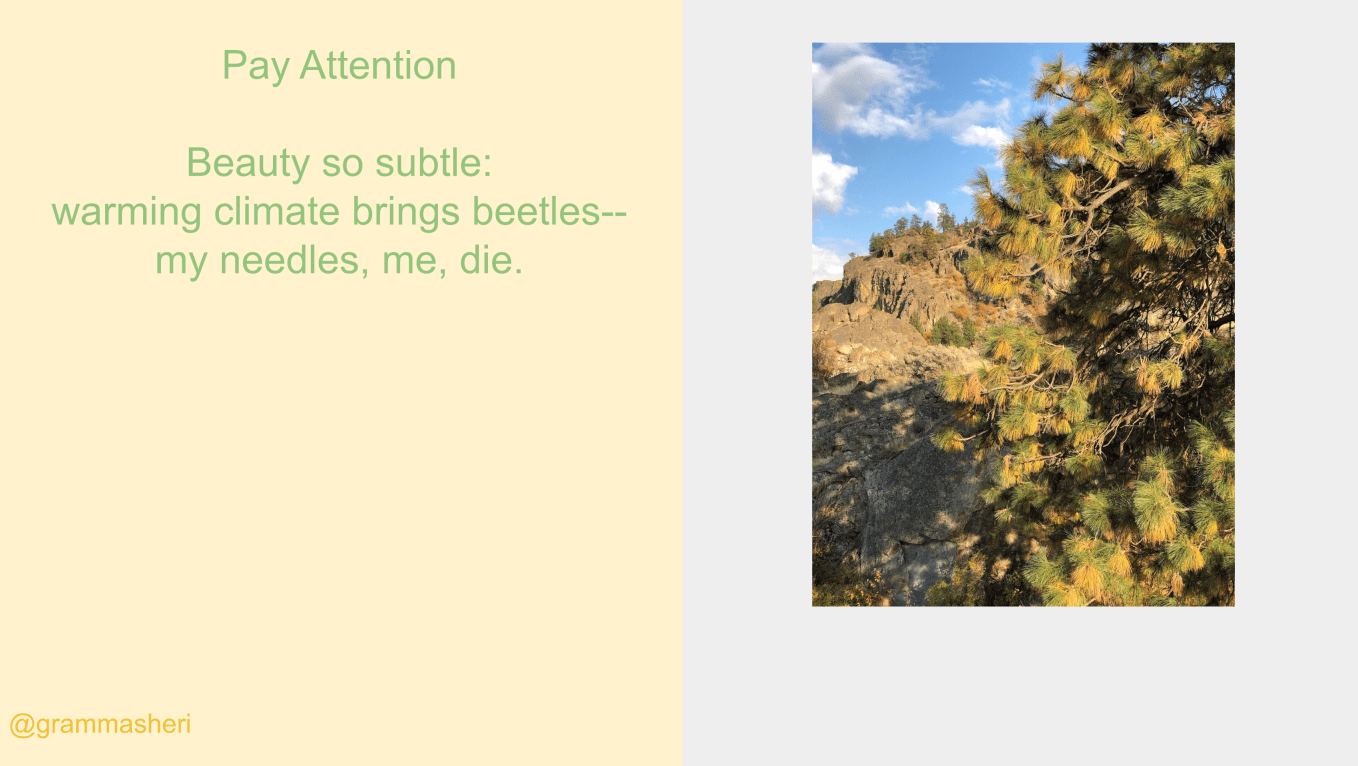 ponderosa.pine.haiku.climate.png