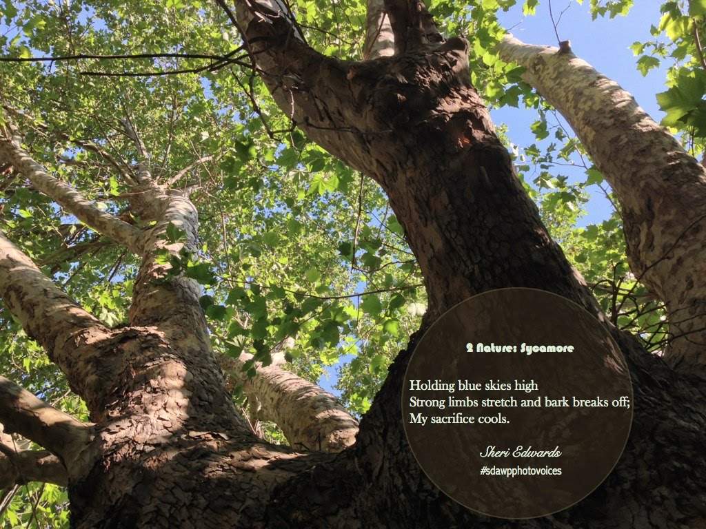 sycamore.poem.JPG
