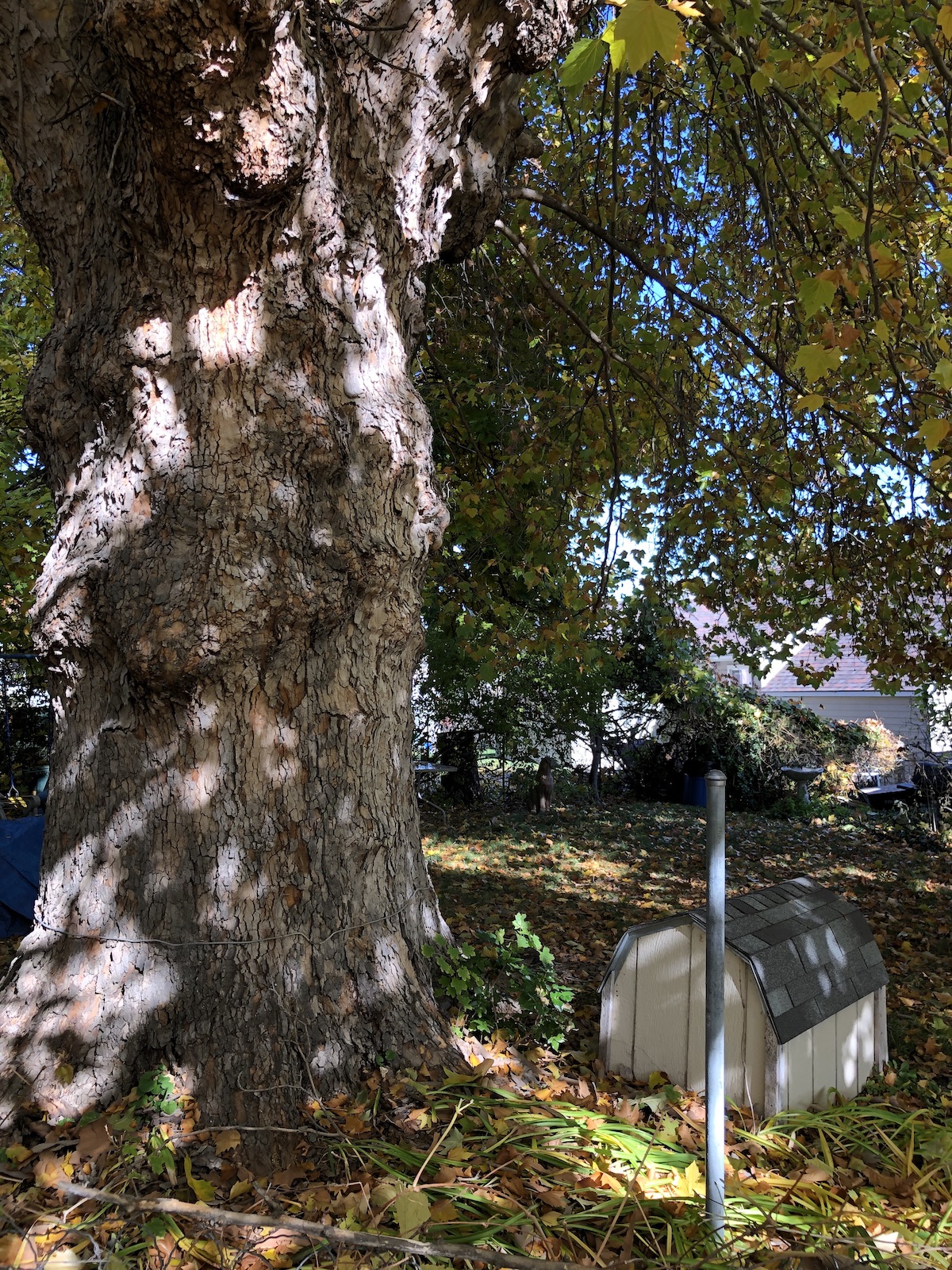 sycamore.trunk sm.jpg