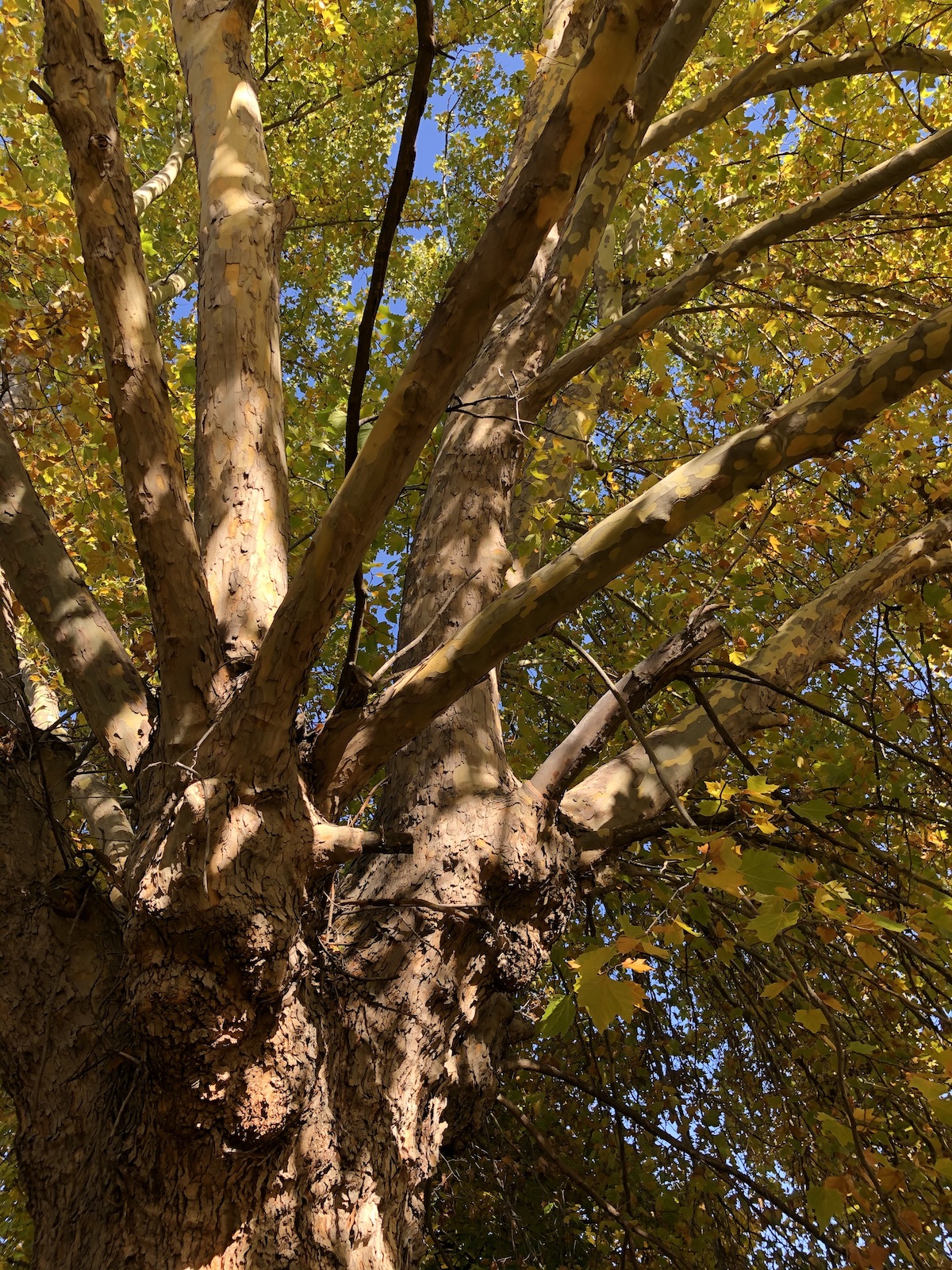 upinthecanopy sm.jpg