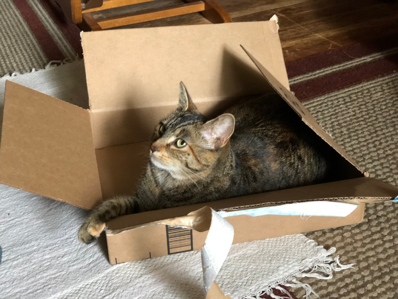thatcatinthebox