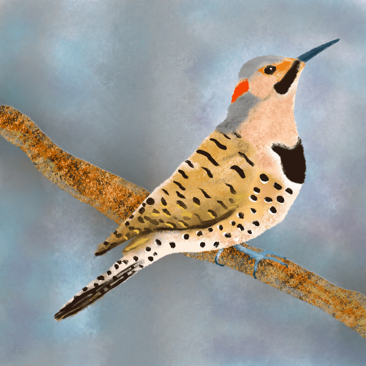 northern.flicker sm.png