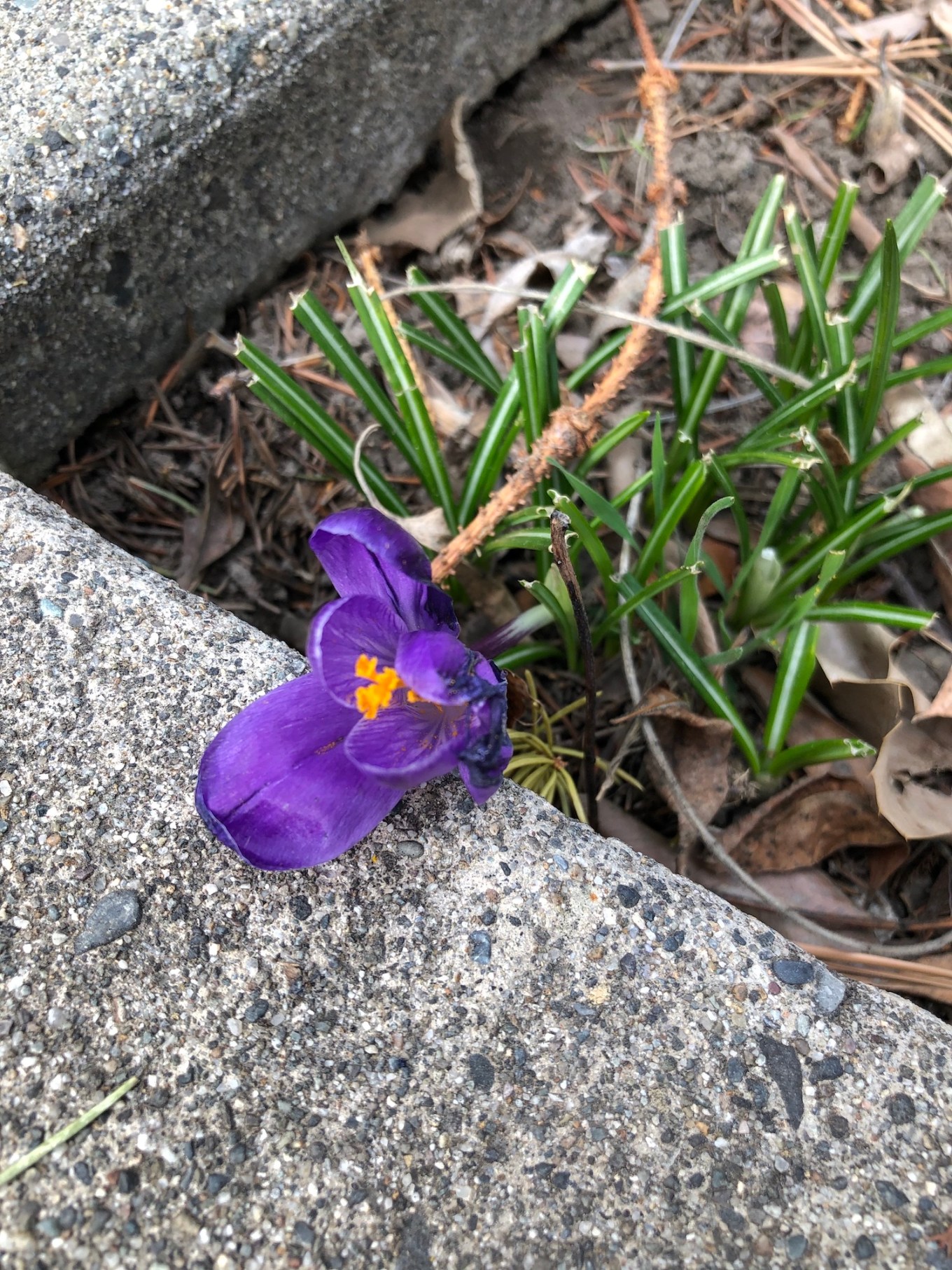 crocus the bunny forgot sm