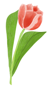 Spring_tulip