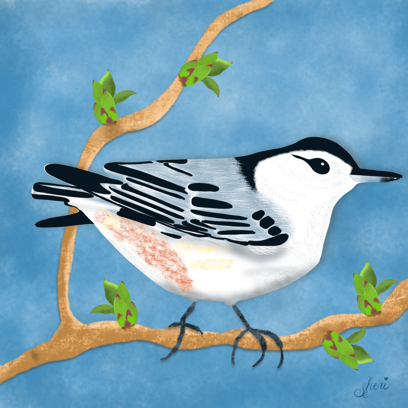 White-breasted_Nuthatch_On_Lilac_Bush small