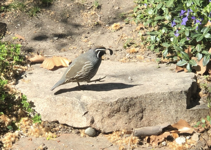 california_quail