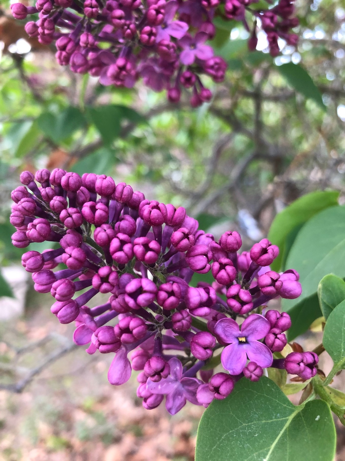 lilac_buds_IMG_4946 small