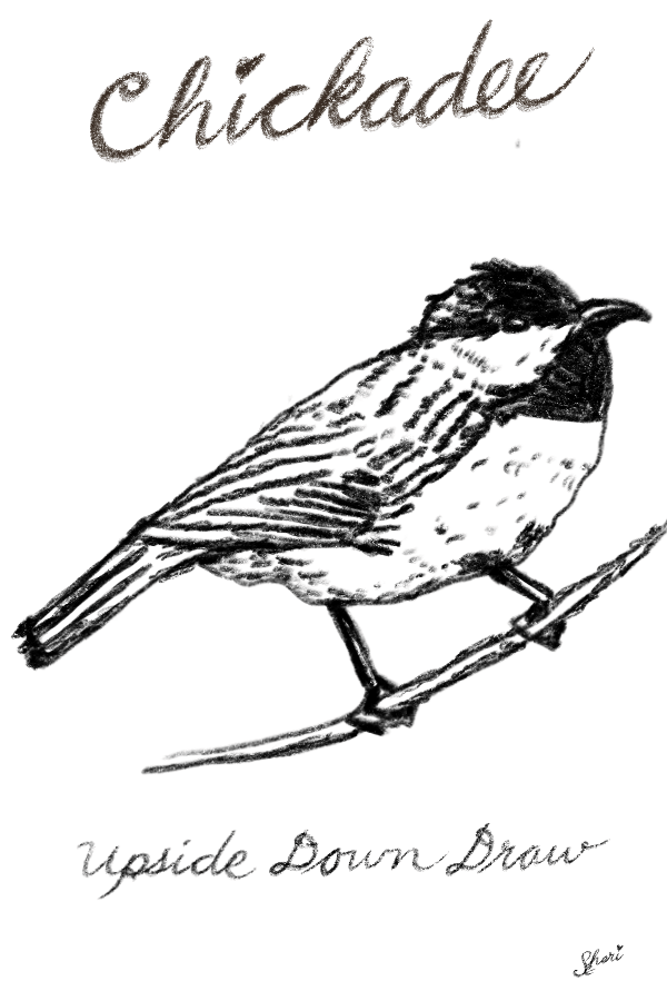 Chickadee_Upside_Down_Draw 2