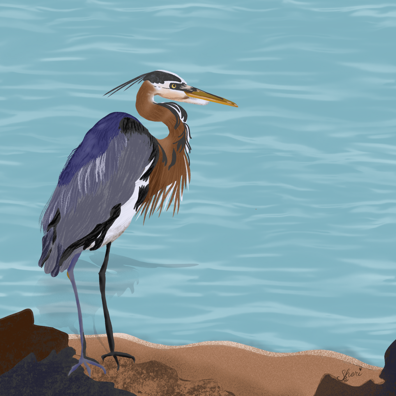 Great_Blue_Heron 2 small