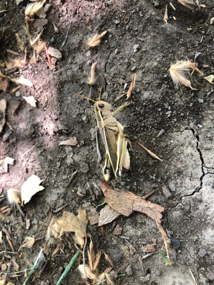 Itty's_Grasshopper_5610