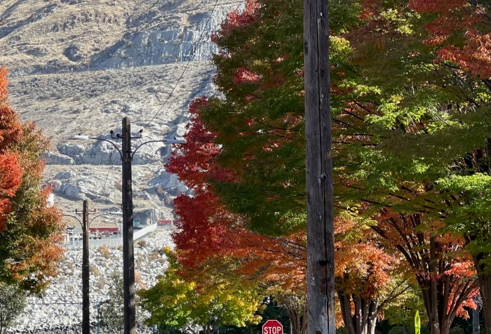 yellow and orange autumn leaves in trees lining the streets of town with clouds in the sky