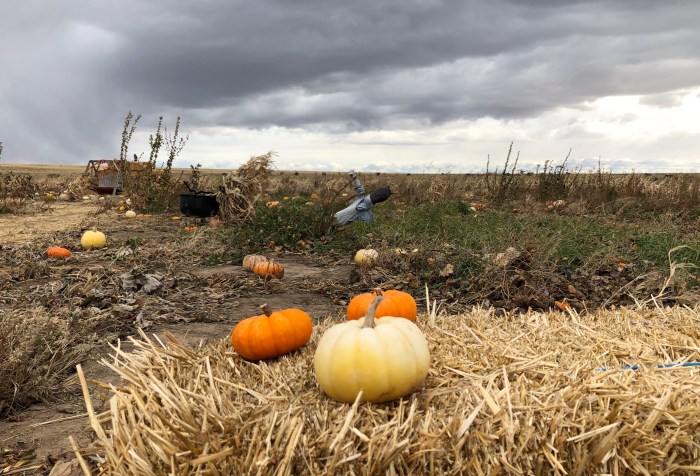 pumpkin in the field