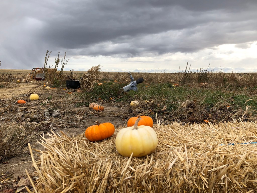 pumpkin in the field