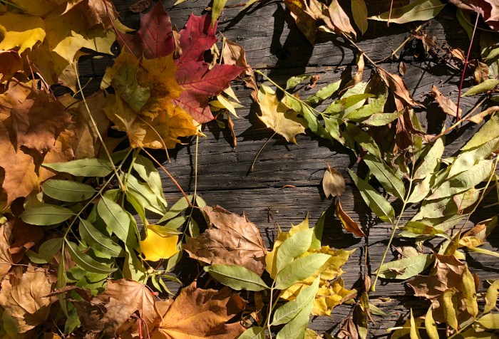 looking down on autumn leaves on wooden bridge