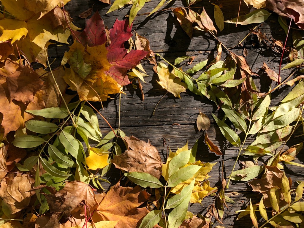 looking down on autumn leaves on wooden bridge