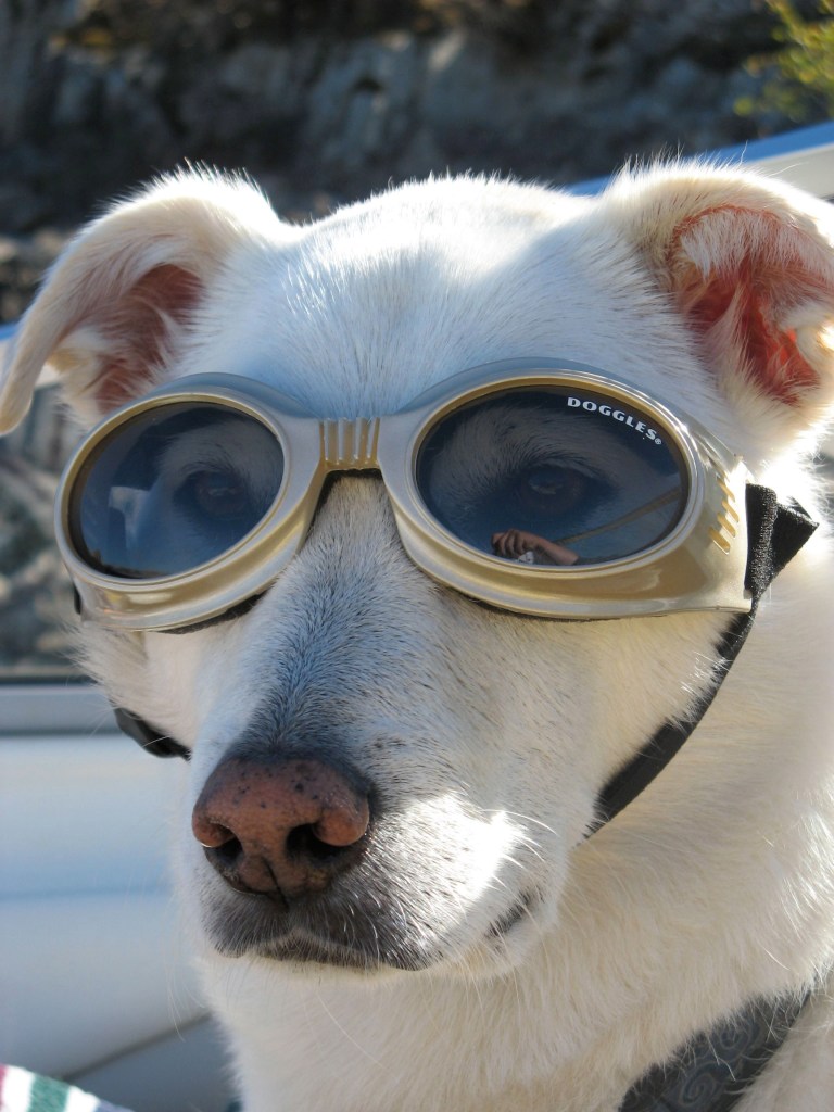 dog on boat with goggles to protect from the sun