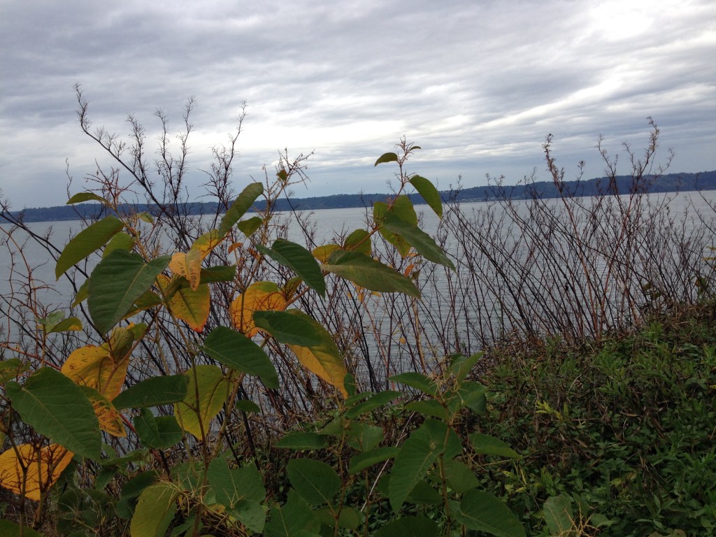 Autumn yellow and green leaves overlooking an ocean bay