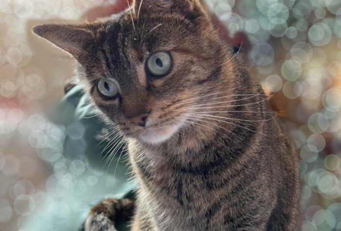 cat watching its prey