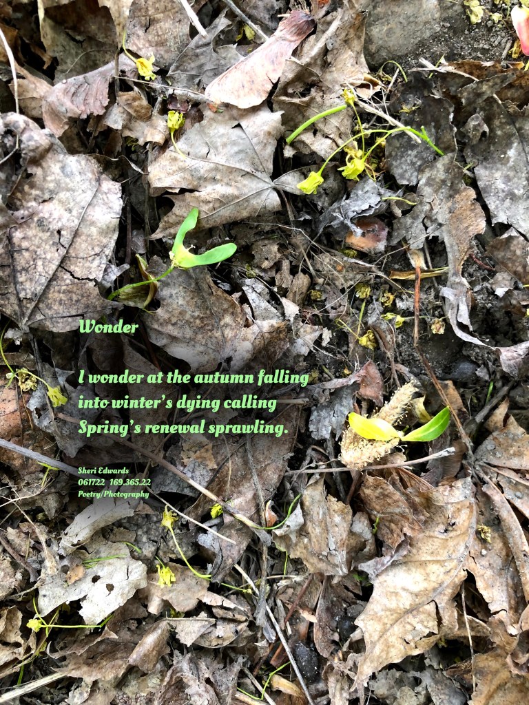renewal of spring in maple seeds found in the decaying leaves from autumn’s falling discovered after winter snow melt. I