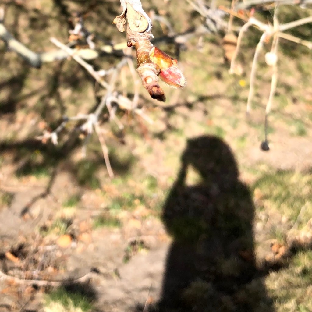 At top bud of sycamore above shadow of person taking the photo