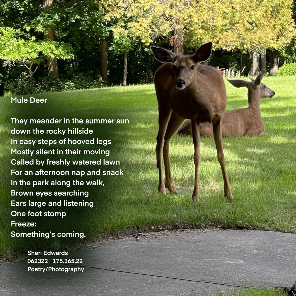 Two mule deer in the park; one laying down, ears listening, another standing, frozen, staring at the unseen person interrupting the afternoon grazing