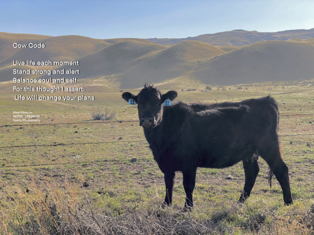 Black cow standing in field with the poem Cow Code Live life each moment
Stand strong and alert
Balance soul and self
For this thought I assert:
Life will change your plans Sheri Edwards
062722 178.365.22
Poetry/Photography