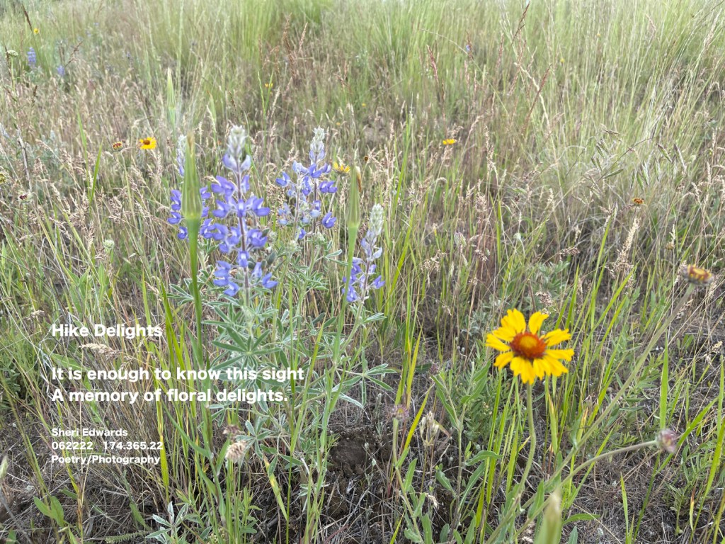 meadow of wildflowers